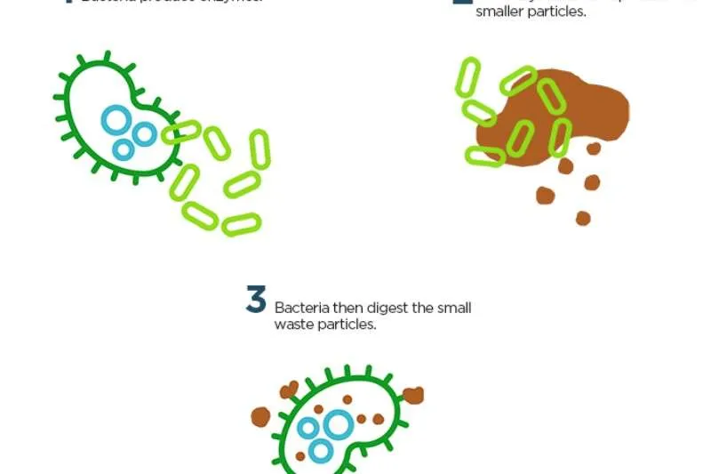 The Role of Bacteria in Septic Systems